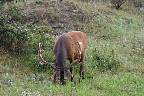 Elk (by Claus)